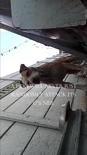 Understanding Pit Bull Behavior: Why They Don't Randomly Attack