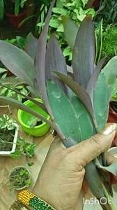 💜Plant It Once, And It Will Fill Your Entire Garden With Purple! 🌿💜#shorts #ytshorts #short