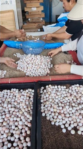 Egg Operations: Sorting and Cleaning Thousands of Turtle Eggs on a Chinese Farm 👀