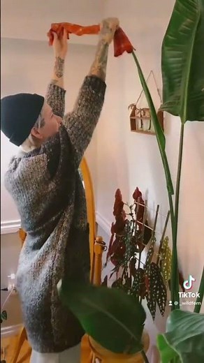 Free your plants stuck leaves! Bird of paradise leaf comes free with wet towel :) #houseplants