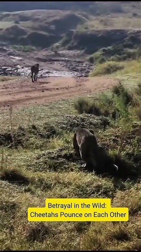 Betrayal in the Wild: Cheetah Pounces on Its Own #shorts