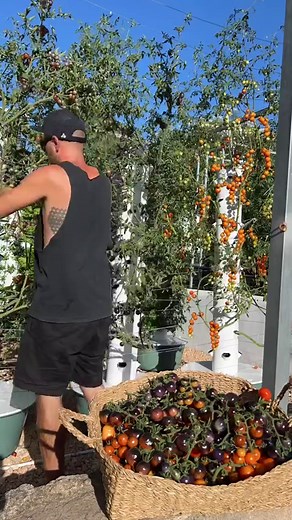 648K views · 3.9K reactions | Vertical farming with tomatoes on aeroponic towers  #tomato #verticalfarming #aeroponics #gardening #potager #soilless #hydroponics #farming #agriculture | Agrotonomy Tower Farms | Facebook
