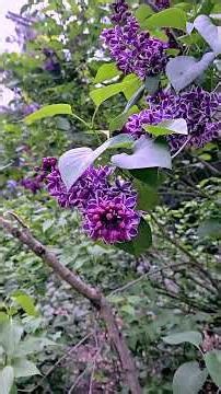 Beautiful Purple Lilac Flowers #lilac #beautifulflowers #lilacflowers #shortsfeedviral