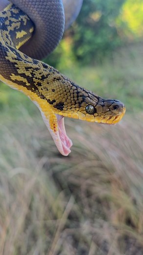 612 reactions · 11 shares | Name a rare python in the pet trade. Produced by Ryan Young #timorpython #malayopython #moreliapython #snake #snakes #diamondcarpetpython #carpetpython #austrailia #snakephotography #snakesofinstagram #photography #snakeboi #theexpertandtheidiot #canonphotography #foryou #reptiles #reptile #constrictor #petsofinstagram #petsagram #snakebites #snakeboi #indonesia #pythons #python #herping #fypreels #fypage #forupage #fypシ | Adam Sehy | Facebook