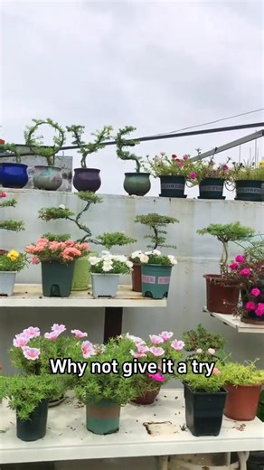 81K views · 840 reactions | Moss Rose propagation by cuttings. | Ramos Mark | Facebook