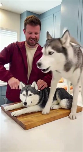Shocked Husky Sees Its Cake! 🐶🎂 #Husky #FunnyDog #Shorts