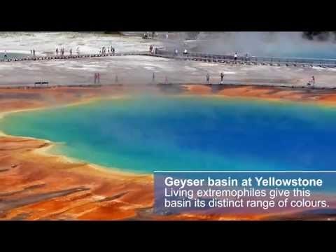 What are extremophiles? | Encyclopaedia Britannica