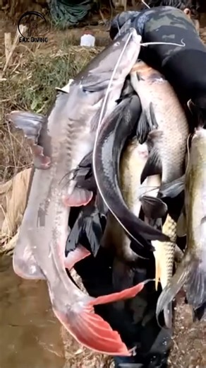 Barely able to carry it out of the water