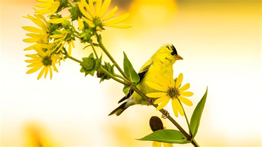 Missouri's birds are dying off. Here's why that worries conservationists