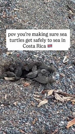 This morning I guided a small group to a protected sea turtle nesting...