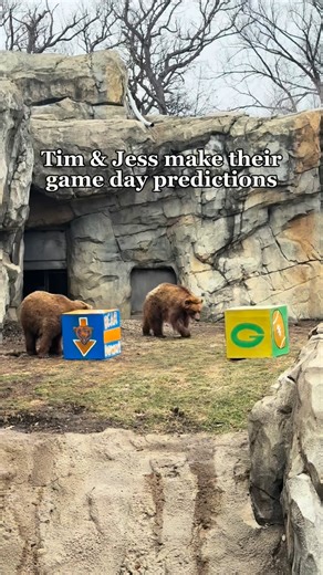 Tim and Jess prepping for tonight’s game with extra protein! 🐻 🍖 Our Design department teamed up with Animal Care to create some bear-y special enrichment for the brown bears. They set up two boxes decorated with Chicago Bears and Green Bay Packers iconography. Tim and Jess have predicted tonight’s game; who’s your pick? Don’t forget, we’ve got some extra special activities planned at daaaaa Zoo today including: 🌟 Free stickers for the first 1,000 guests 🧀 Extra shreddable enrichment at Grea