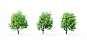 Spring trees swaying in the strong wind. Isolated 3D realistic tree swaying to the wind with alpha matte layer for transparency in the background.