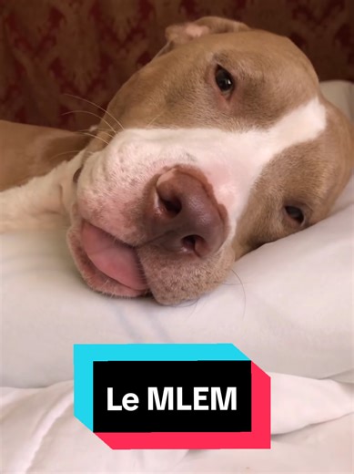 Signification du regard du chien : un nouveau regard