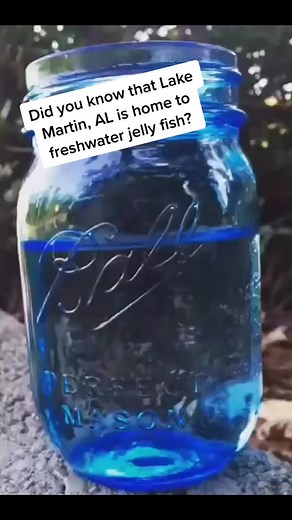 Freshwater Jellyfish in Lake Martin, Alabama