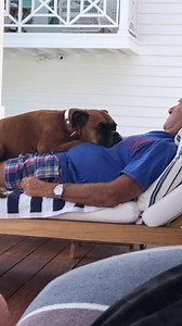17K views · 1.2K reactions | Our boy Brewster loves relaxing on top of his dad | Adopt a Boxer Rescue | Facebook