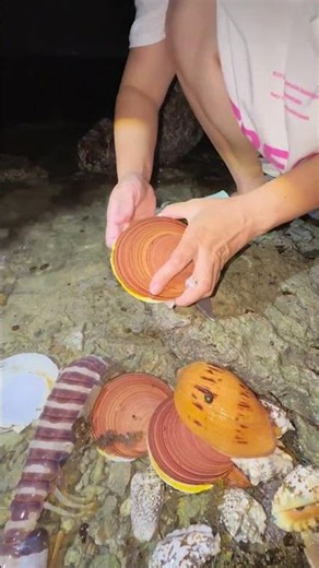 Sea Agate and Sea Crystal: Finding Hidden Treasures on the Shore and rare pearl