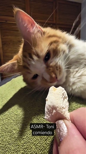 ASMR Toni dándose un gustito jeje 🥰💕 #food #asmr #comida #cat #kitten