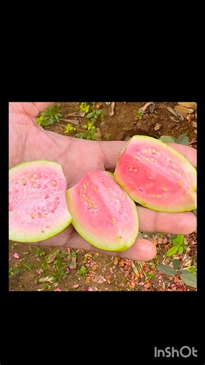 Fresh Pink Guava from Our Tree 😍 Cutting & Tasting