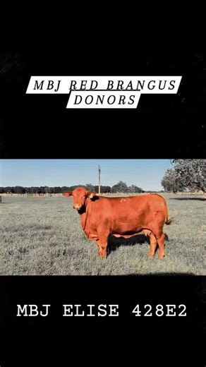 MBJ Ranch: Celebrating the Legacy of the 428 Line