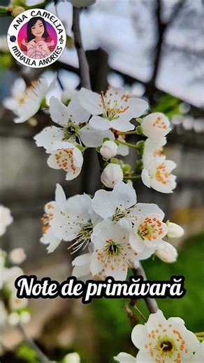 Spring notes #spring #goodvibe #flowers