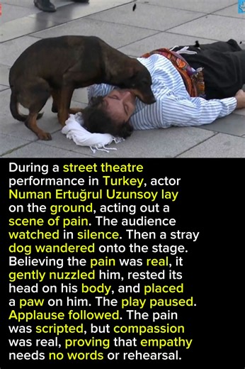 A Stray Dog Showed Real Compassion During Theatrical Performance | Astonishing Facts