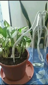 Easy Self Water Drip System 🌿💚 #selfwateringplanter #bottle #ropework #gardeningtools #GardenTools #plantingtips #diy #gardenmakeover #plantlove #gardening #Houseplants #plantdecor #viralreelsシ #reelsonfacebook #plantsmakepeoplehappy #plantslover #plants #dripsystem #naturelovers #foryouシ #plantmom #indoorplants | Rupa Sheth