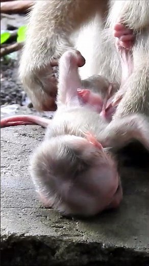 Barely Breathing? The Critical First Minutes of a Newly Born Wild Macaque #animals #animallife