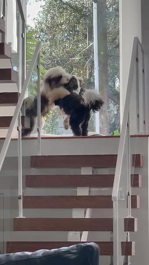 Woo Hoo – More of the TT’s are finding their forever homes. People have stepped up to the plate from Maine to California, Washington to Florida and everywhere in between. This week, a transport will be getting dogs from the boarding kennel and taking them to their new homes across the country. Unfortunately, the cost to get dogs from one place to another is constantly increasing due to the price of gas. If you are able to donate to help with the cost of this transport, there will be a lot of you