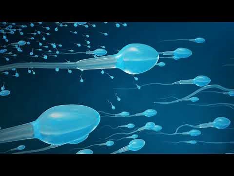 The journey of sperm:inside a woman’s body