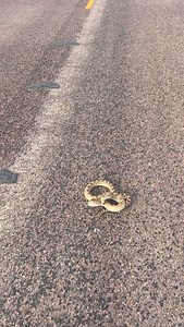 great big gopher from my honeymoon in west texas a few years back! #herping #snakes | adventorin