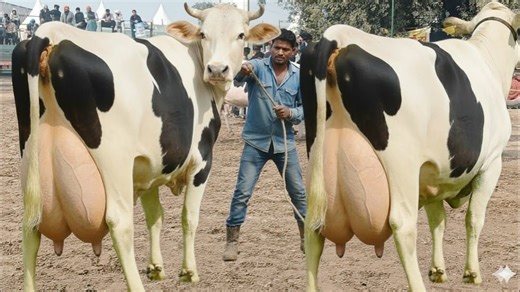 5.9K views · 157 reactions | World Highest Milking Cows | Biggest Udder Cow | Australian Friesian Cow | Salam Maweshi Mandi Update #CowMandi #cowforsale #cows | Jhang Janwar Mandi | Facebook