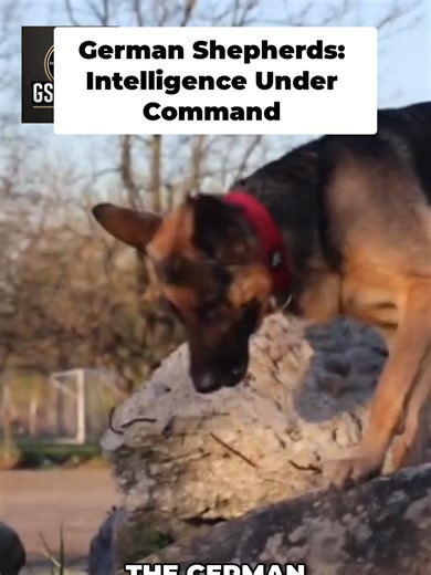 This German Shepherd's Intelligence Will SHOCK You! German Shepherds are not just powerful — they are exceptionally intelligent. This video reveals how German Shepherds process information, solve problems, read situations, and make decisions under pressure. Their intelligence is not accidental. It is the result of purposeful breeding, discipline, and real-world work alongside humans. This is cognition in action. This is controlled intelligence. #GermanShepherd #GSD #DogIntelligence #WorkingDog #
