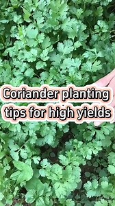 8.9K views · 247 reactions | #garden #gardening #gardeningtips #plant #plantas #herbs #farming #cilantro #germination #tips | Agriculture 2.1 | Facebook
