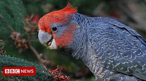 Bird songs bump stars off Australian music chart