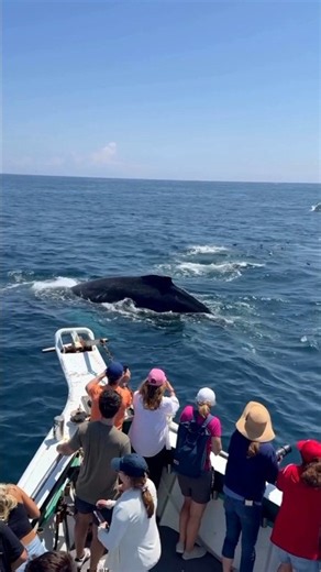"Rare Blue Whale Sighting Caught on Camera." #Shorts