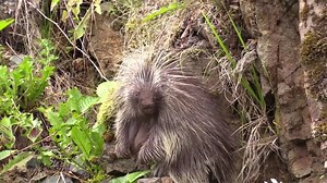 220K views · 428 shares | From flinging poop to biting to impress suitors, wildlife courting can be really weird. | National Geographic Animals | Facebook