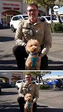 Dog abandoned at Las Vegas airport finds forever home