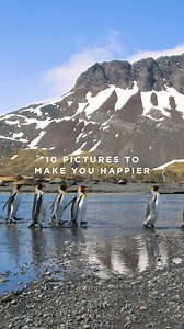 Need a little joy today? 🐧✨ Here are 10 adorable moments with King Penguins! Want to meet these charming creatures in person? Join us on a voyage to South Georgia and the Falkland Islands for unforgettable wildlife encounters 👉 https://ow.ly/HSwt50TmHFZ 🎥 by Isley Reust 📸 by Sara Jenner Photography, Hubert Neufeld, Juan Berenstein, Mikhail Barabanov, Footloosefotography and Isley Reust | Oceanwide Expeditions