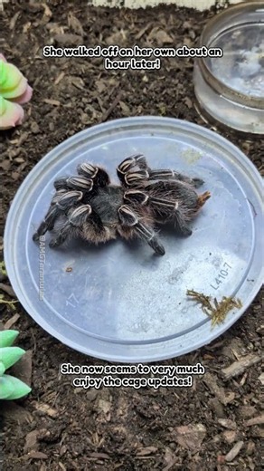 Costa Rican Zebra Knee Tarantula (Aphonopelma Seemanni) Scared After Cage Remodel #tarantula