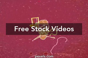 Music Notes Cartoon Videos, Download The BEST Free 4k Stock Video Footage & Music Notes Cartoon HD Video Clips