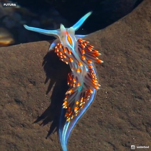 114K views · 1.7K reactions | [] Une magnifique « limace de mer » bleu et orange, un mollusque gastéropode marin  Il existe plus de 3000 espèces sur Terre. elles vivent jusqu'à 700 m de profondeur et elles mesurent en majorité moins de 5 cm  Hermaphrodites, et en l'absence de partenaire, il peut se produire une parthénogenèse (division d'un gamète femelle non fécondé)   Ikson | Futura - Inspirons l'avenir | Facebook