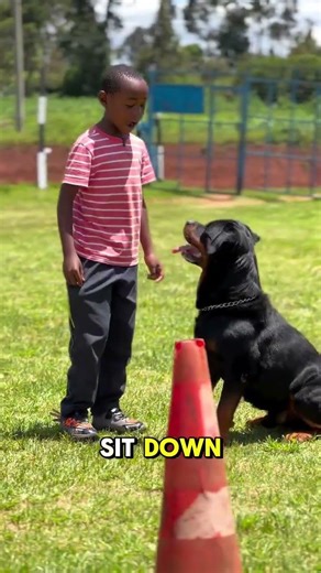 Rottweiler basic training information #germanshepherd #rottweiler #rottweilerpuppy #rottweilerdog