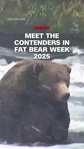 The iconic Fat Bear Week contest has returned for its 11th year at the Katmai National Park and Preserve in Alaska. Voting has opened to determine the beefiest brown bear ahead of winter hibernation. Read more: https://cnn.it/4gE67Gg | CNN