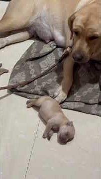 newborn labrador puppies l labrador giving birth