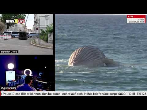 Body of Timmy the Famous Stranded Whale, Who Died Days After Rescue, Could Explode 'with a Huge Bang,' Experts Say