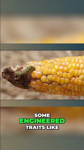 GMOs How They Impact Our Environment The Good & Bad