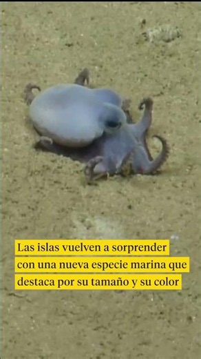 Descubren un pequeño pulpo azul en el archipiélago ecuatoriano de Galápagos