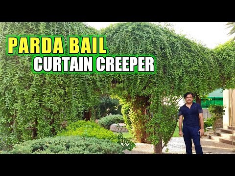 How to grow curtain creeper | Care of parda bail | Propagation of parda bail | Different style Vine