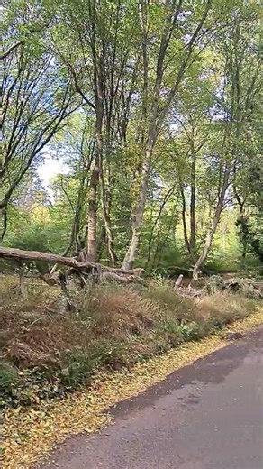 #Walking in #fall colours #nature #naturelovers #autumn #trail 🪵🍂🌳 #natureweek #alwaysbenaturing