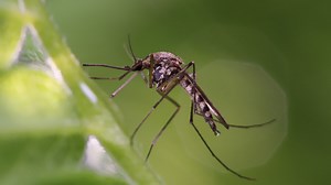 Here's where Atlanta ranks among the worst US cities with mosquitoes | List